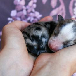 Miniature Australian Shepherd Puppies from Painted Blue Aussies