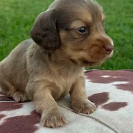 Jack - Red male Dachshund puppy in Oklahoma from Rockin’ S Kennel
