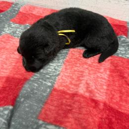 Yellow black female - Black female German Shepherd puppy in Herrick, South Dakota from Dakota Shepherds Kennels