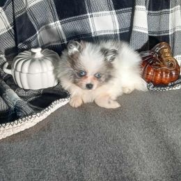 Sleepy - Blue merle male Pomeranian puppy in Ada, Oklahoma from Once Upon A Puff