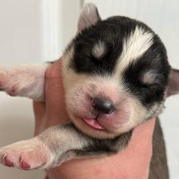 Elio - Sable and white male Siberian Husky puppy in London, Ohio from Rose Trail Siberian’s