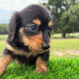 Boy2 - Black and tan male Dachshund puppy in Apopka, Florida from The HotDog Stand