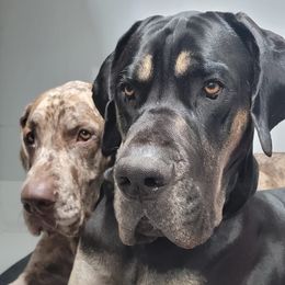 Great Danes from E.C. Prophetic Danes