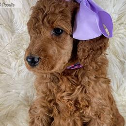 Denia - Poodle puppy from The Olympus Standard Poodle