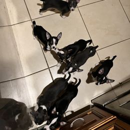 Chihuahua Puppies from Chihuahua Mama