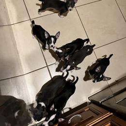 Chihuahua Puppies from Chihuahua Mama