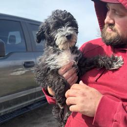 Buddy - Black and white male Aussiedoodle puppy in Hopkins, Missouri from Mowry Creek Mini Aussiedoodles and More
