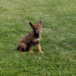 Isa von der Mueller-Hof - Sable female German Shepherd puppy in York, Pennsylvania from Von der Mueller-Hof