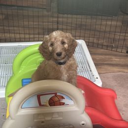 Reid - Apricot male Goldendoodle puppy in Murrieta Ca, California from Gloria's Goldendoodles