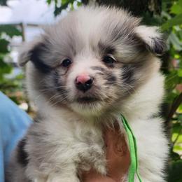 Sidney - Blue merle and white male Shetland Sheepdog puppy in Weedsport, New York from M&M Shelties and Smooch-A-Bulls English Bulldogs