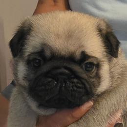 Grey Collar Boy - Fawn male Pug puppy in New Braunfels, Texas from Kex Pug Haus