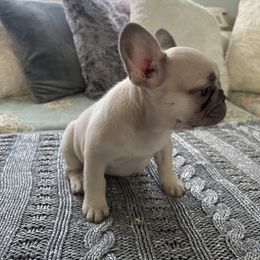 French Bulldog Puppies from Mystical French Bulldogs