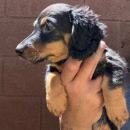 Vicky - Black and tan female Dachshund puppy in Beaumont, California from JUAREZ MINI DACHSHUNDS