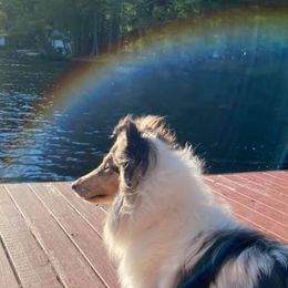 Collies and Papillons from Glenara Collies & Papillons