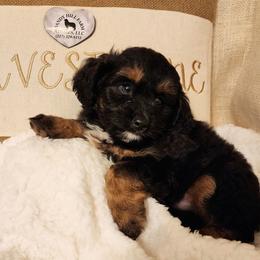 Milo - Black tri-color male Aussiedoodle puppy in Logansport, Indiana from Sandy Hill Farm Aussies, LLC