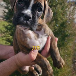 White - Brindle female Boxer puppy in Buffalo, Wyoming from Jtbuckingham Boxers