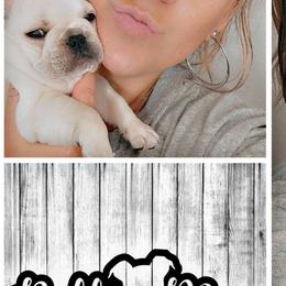American Bulldogs and French Bulldogs from BackyardfinestBullys
