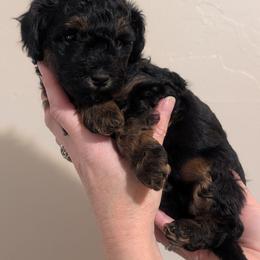 Pink Girl - phantom markings - Black female Whoodle puppy in Kalispell, Montana from Countryman Whoodles