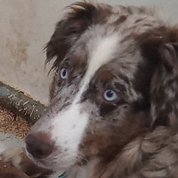Kaylin - Australian Shepherd
