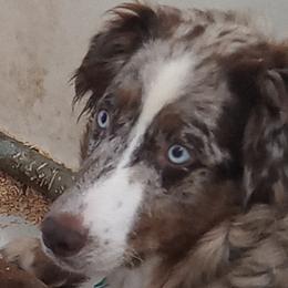Kaylin - Australian Shepherd