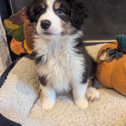 Australian Shepherd Puppies from Brewedstone Australian Shepherds