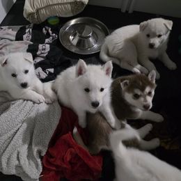 Siberian Husky Puppies from House Callihan-Walker Kennel