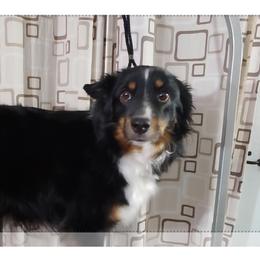 Bellatrix - Black tri female Miniature Australian Shepherd puppy in Bend, Oregon from Badlands Toy and Mini Aussies
