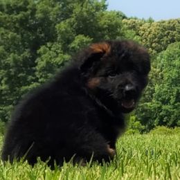 Chewie vom Zuflucht - Brown Collar - Black and red male German Shepherd puppy in Charlotte, North Carolina from Zuflucht K9s