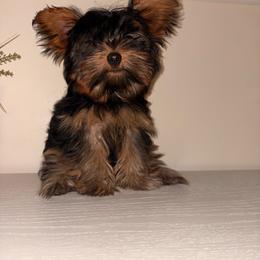 Yorkshire Terrier puppies from Chicago Yorkies