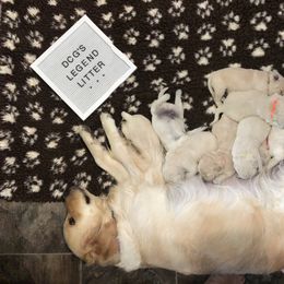 Golden Retriever Puppies from Dry Canyon Goldens