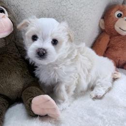 Charlie - White male Morkie puppy in Stockbridge, Georgia from Jenn’s Georgia Morkies and Biewer Terriers
