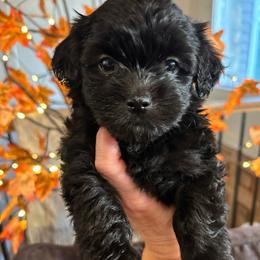 Tootsie - Black and white female Shichon puppy in Seymour, Tennessee from Mel’s Teddy Bear Puppies