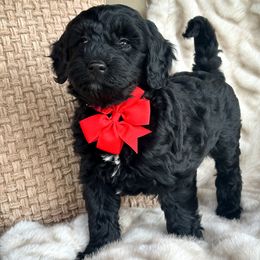Shadow - Black male Goldendoodle puppy in Florence, South Carolina from Candy Doodles
