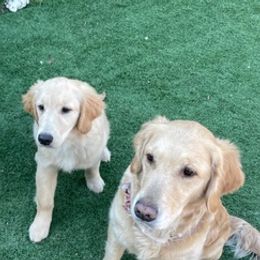Golden Retrievers from Goldwyn Golden Retrievers