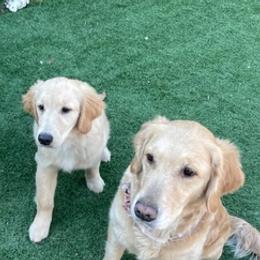 Golden Retrievers from Goldwyn Golden Retrievers