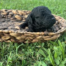 Jett - Black male Cockapoo puppy in Gay, Georgia from That’s My Puppy
