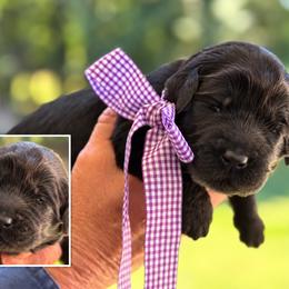 Miss Purple Collar - Black female Australian Labradoodle puppy in Wake Forest, North Carolina from Lucky Country Labradoodles