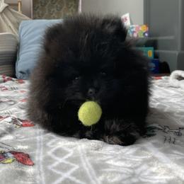 Keeshond and Pomeranian Puppies from Mary Schooner