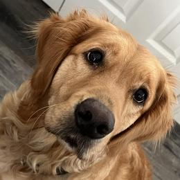 Golden Retrievers from Engelman’s Golden Nuggets