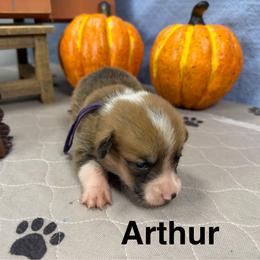 Arthur - Red male Pembroke Welsh Corgi puppy in Apison, Tennessee from Ashmore Corgis
