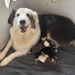 Australian Shepherd puppies from Dubose Kennels