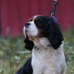 Marcel - Tri-color male Cavalier King Charles Spaniel puppy in Siloam Springs, Arkansas from Queen Cavaliers
