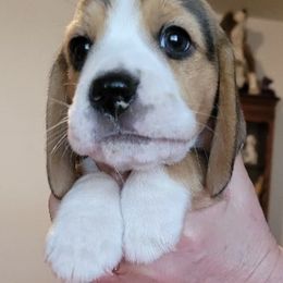 Beagles from Dismal Creek Beagles