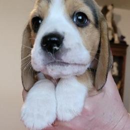 Beagles from Dismal Creek Beagles