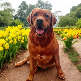 Katie - Labrador Retriever