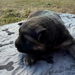 Tripp - Black and silver male German Shepherd puppy in Pennsylvania from Clear Ridge German Shepherds
