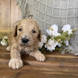 Tanner - Caramel ice male Labradoodle puppy in English, Indiana from Doodle Darlings