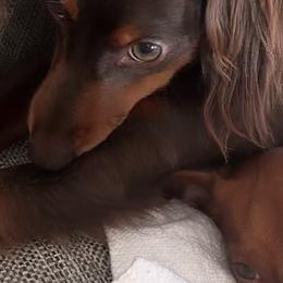 Dachshund All Grown Up from Pine Grove Doxies