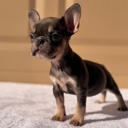 Purple - Blue female French Bulldog puppy in Avondale, Arizona from BigDiamondFrenchies