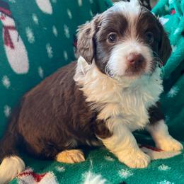 Aussiedoodles, Bernedoodles, Cockapoos, and Goldendoodles from Puppy Love Doodles
